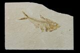 Bargain, Fossil Fish (Diplomystus) - Wyoming #159530-1